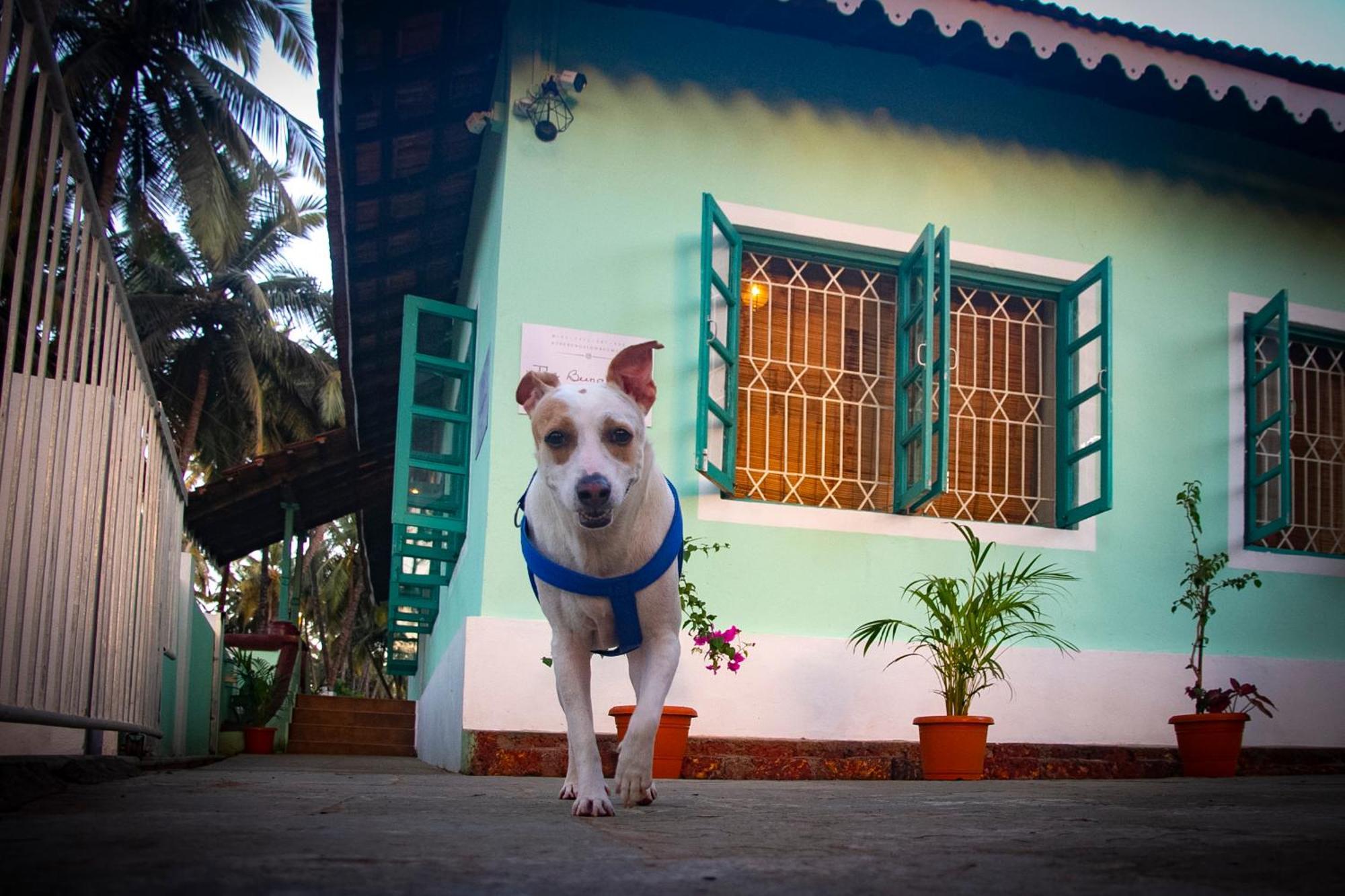 The Bungalow Bogmalo An 1880 Indo Portuguese Heritage Beach Villa South Goa Eksteriør billede